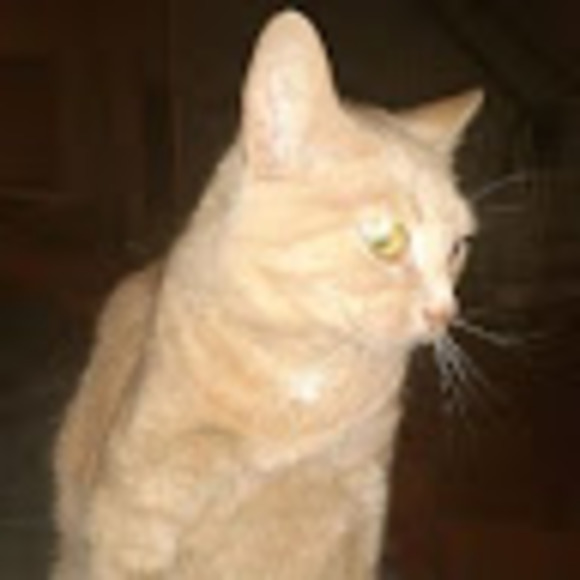 Meet your Posher, Human - Picture 1 of 1